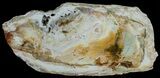 Araucaria Petrified Wood Slab - x #6775-3
